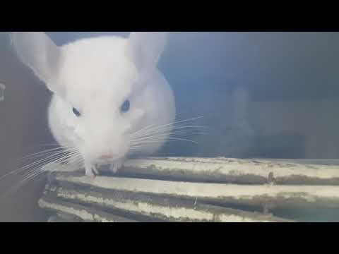 Видео: Как давать Шиншиллам Корм, чтобы они съедали гранулят!!!