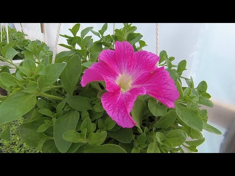 Видео: Наши страдальцы в холодной теплице 17 04 2021