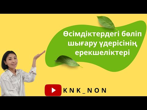 Видео: Өсімдіктердегі бөліп шығару. Өсімдіктер. Бөліп шығару. Сүт жолы. Шайыр. Гидатод. Гуттация.