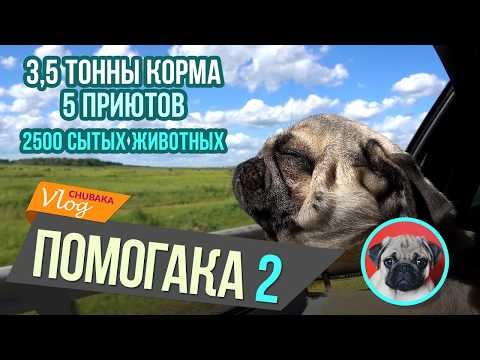 Видео: 3,5 тонны кормов для бездомных животных! Чубака-помогака 2