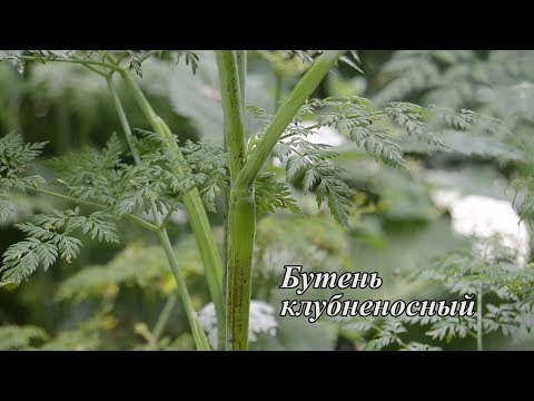 Видео: Бутень клубненосный.  Дикорастущее съедобное растение