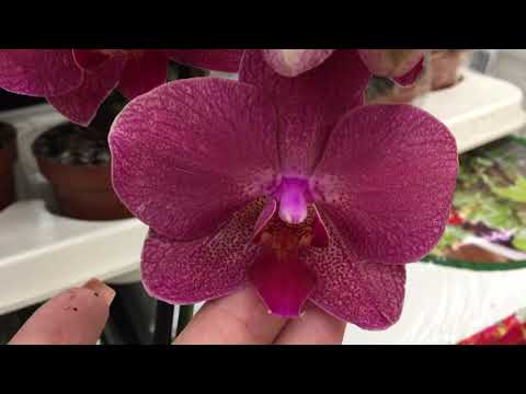 Видео: Свежий завоз орхидей от 498 руб  в Леруа Мерлен 22 сентября 2020 г.  Мукалла, Кимоно....