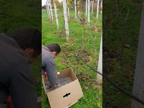 Видео: Удобряем виноград золой 
