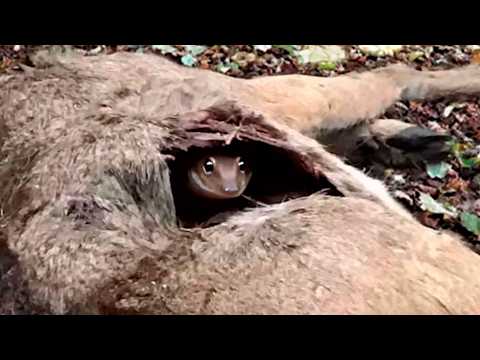 Видео: Никто Не Ожидал Увидеть Это Внутри Мертвого Оленя Посреди Леса