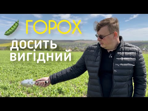 Видео: Зимуючий горох | Прибутковість та місце у сівозміні