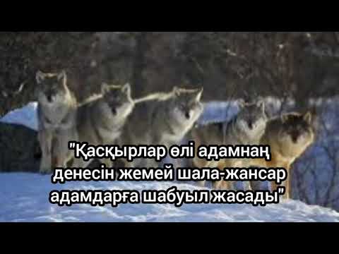 Видео: "Қасқырлар өлі адамнаң денесін жемей шала-жансар адамдарға шабуыл жасады"