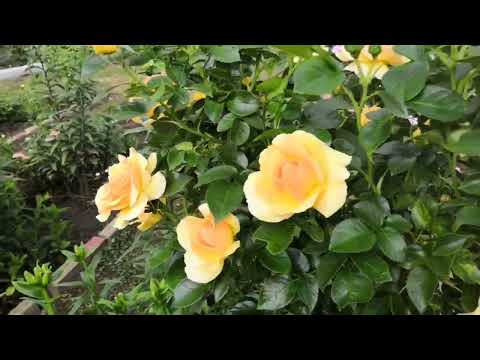 Видео: Хоть и поздно , но розы начали цвести. Июнь 2024