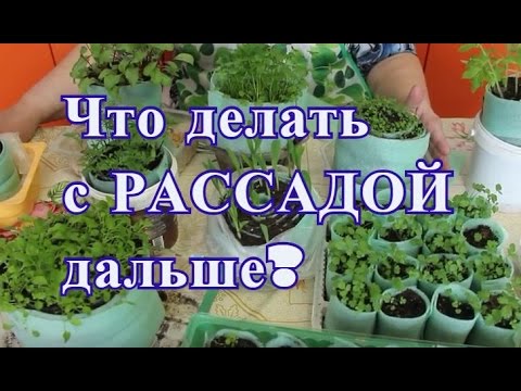 Видео: Что делать с рассадой дальше. Отчет по рассаде.