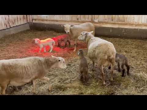 Видео: Окот 2025 года. Катумская порода овец. Плодовитость 200%.