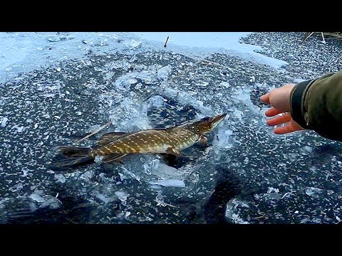 Видео: Я змусив щуку клювати! Ловля щуки на жерлиці 2025