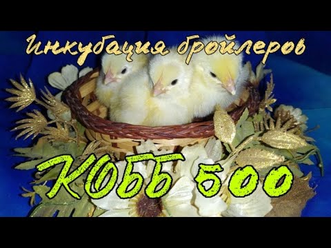 Видео: Инкубация бройлеров КОББ 500 Венгрия.  Дезинфекция яиц, овоскопирование и контроль влажности.