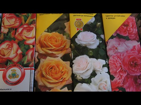 Видео: Розы  в коробках. Обзор сортов.  Стоит ли покупать? Как посадить?