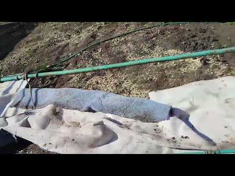 Видео: Разрываюсь на два дома.Деменция "хитрая" болезнь.#деменция