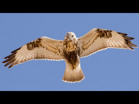 Видео: Соколиная охота: переосмысление канюков