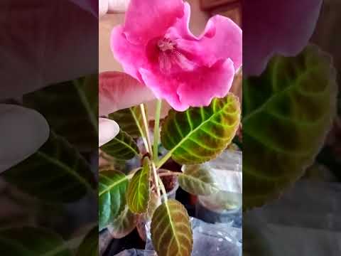 Видео: О глоксиниях.