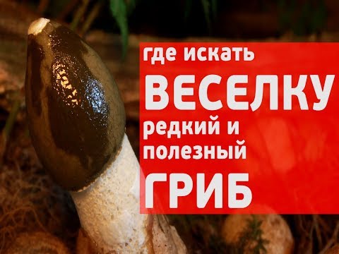 Видео: Где искать веселку, редкий и полезный гриб! И как сделать настойку