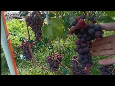 Видео: ОКРАШИВАНИЕ ВИНОГРАДА СПУСТЯ НЕДЕЛЮ. 