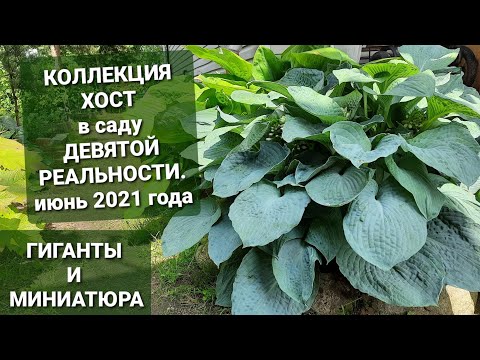 Видео: ХОСТЫ🍀От ГИГАНТОВ до МИНИАТЮРЫ🍀сад ДЕВЯТОЙ реальности🍀