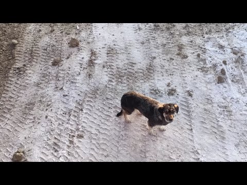 Видео: Один рабочий день на вахте,под чутким руководством "Чёрного прораба".