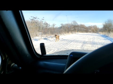 Видео: ОПЯТЬ ВОЛКИ(СТАЯ ШТ. 8)//ОХОТА НА ВОЛКА НА ВАБУ//КОРМИМ БЕЗДОМНОГО ПСА