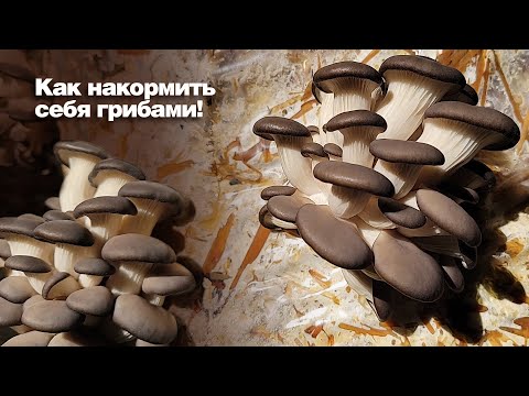 Видео: Как вырастить грибы дома!
