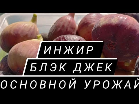 Видео: Ранний великан среди инжиров