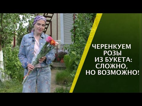 Видео: КАК ЧЕРЕНКОВАТЬ РОЗЫ ИЗ БУКЕТА ТАК, ЧТОБЫ ОНИ ТОЧНО ПРИЖИЛИСЬ!