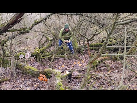 Видео: Одна в лесу, нахожу новые грибные места! 16.11.2025.