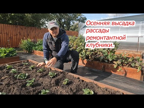 Видео: Осенняя посадка клубники- все тонкости и нюансы.