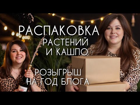 Видео: РАСПАКОВКА: растения, кашпо для себя и подписчиков. РОЗЫГРЫШ