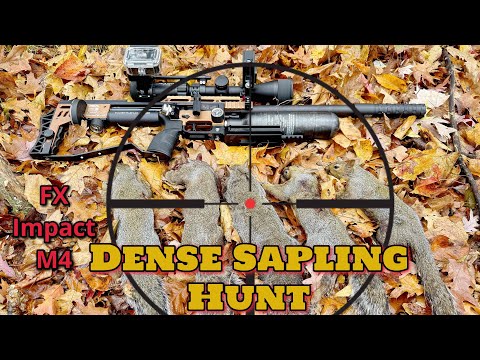 Видео: GA video | охота на белку на старом лесозаготовительном участке | tua nas xaus li no