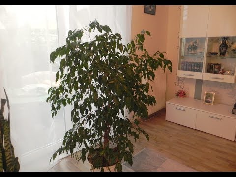 Видео: КАК ВЫРАЩИВАТЬ ФИКУС БЕНДЖАМИНА . РАЗМНОЖЕНИЕ, ПЕРЕСАДКА ФИКУСА #ficus #деревья #oldenburgru#111