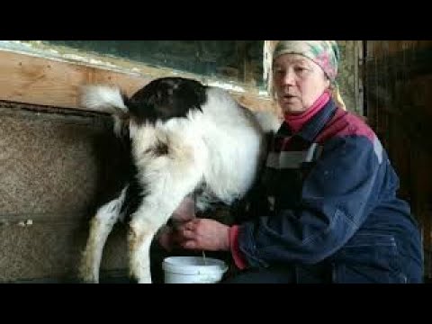 Видео: Вот таких коз я боюсь .....