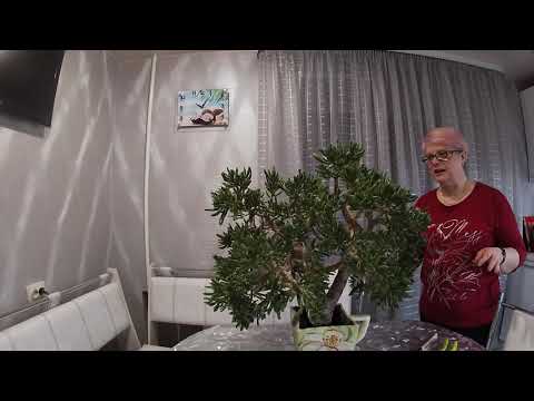 Видео: Формирую Денежное дерево.Крассула Хоббит.10.04.2021