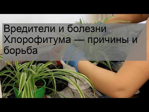 Видео: Вредители и болезни Хлорофитума — причины и борьба