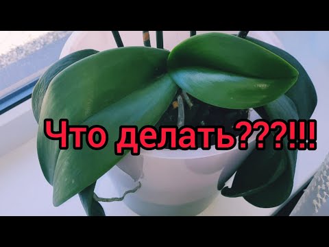 Видео: Орхидеи. После пересадки листья теряют тургор!!! Что делать???!!! Причины, как исправить.