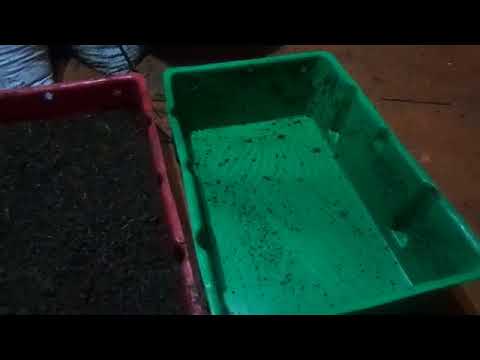 Видео: Дендробена, деление малька