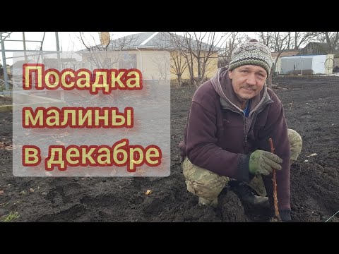 Видео: Зимняя посадка малины