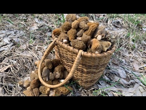 Видео: Збираю ГРИБИ ЗМОРШКИ. Збір грибів у середині квітня