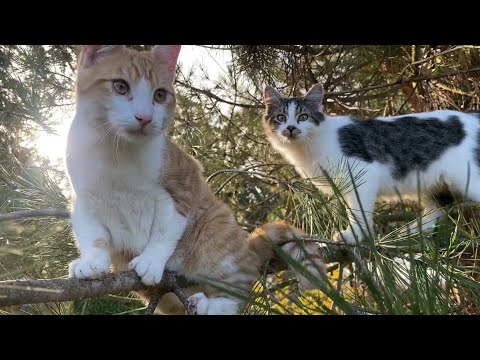 Видео: ДЕРЕВЕНСКИЕ ЖИВЫЕ ЗВУКИ. Деревня в лесу. Коты, Птицы. 