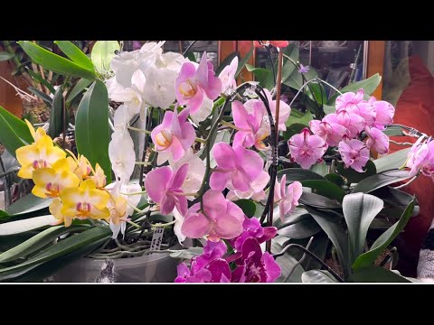 Видео: Новые подростки от S0N YA. Клещ на орхидеях, мои наблюдения. Цветущие орхидеи в мае 2025 г.