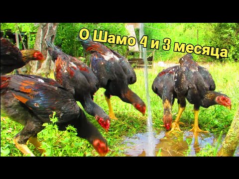 Видео: О Шамо 4 и 3 месяца петушки и курочки