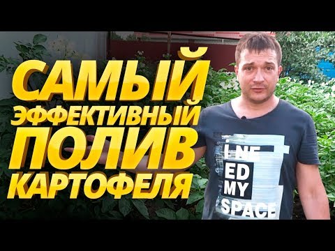 Видео: САМЫЙ ЭФФЕКТИВНЫЙ ПОЛИВ КАРТОФЕЛЯ: сроки и как правильно поливать картошку в огороде