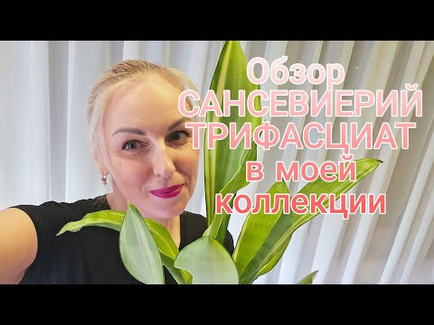 Видео: Обзор моей коллекции сансевиерий Трифасциат (sansevieria trifasciata) в 2025 году.
