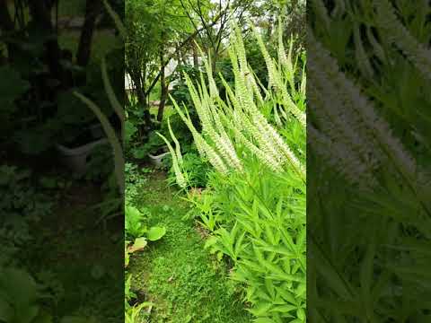 Видео: Вероникаструм японский белый (japonicum album).