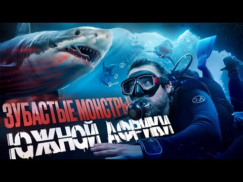 Видео: Дайвинг с акулами в ЮАР: уникальное погружение в подводный мир Aliwal Shoal