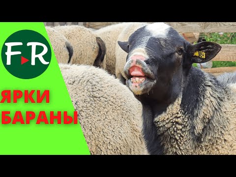 Видео: Племенные ярки и бараны-производители романовской породы. Продажа! Племенное хозяйство Пионер