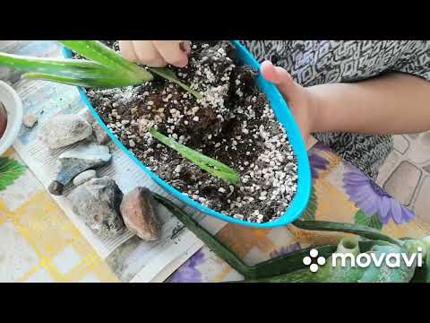 Видео: Пересадка алоэ вера и моя коллекция из алоэ.
