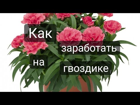 Видео: Черенкование гвоздики с результатами.