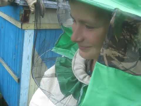 Видео: Пасека Цебро. Пересадка, часть 1.